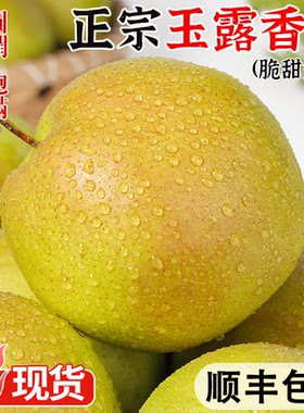 甘肃玉露香梨青梨当季新鲜水果果园皮薄脆甜多汁非秋月梨雪梨酥脆