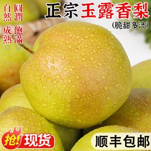 甘肃玉露香梨青梨当季新鲜水果果园皮薄脆甜多汁非秋月梨雪梨酥脆