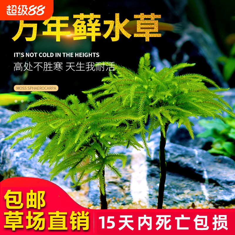 鱼缸水草鱼草万年藓水草活体耐活耐低温苔藓鱼缸水族箱生态瓶造景