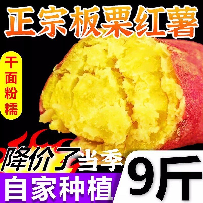 正宗板栗红薯粉糯细腻栗面农家自种新鲜现挖黄心板栗薯批发价当季