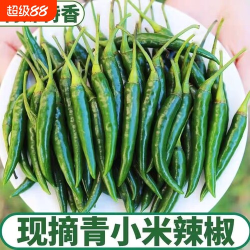 正宗新鲜现摘青小米椒当季新鲜蔬菜农家自种青辣椒5斤装旗舰店