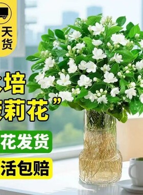 水培茉莉花带花苞盆栽四季开花室内水养植物办公室好养活花卉家里