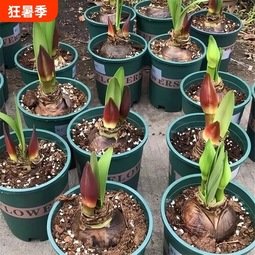 花园朱顶红种球植物超大花荷兰进口好养活重瓣开花浓香