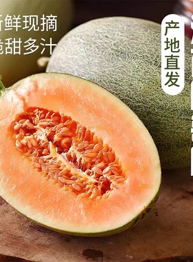 海南哈密瓜当季新鲜水果整箱现摘正宗西州蜜瓜脆甜小甜瓜龙纹密瓜