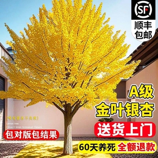 银杏树活苗金叶白果别墅庭院绿化风景拆迁大树苗行道树南北方种植