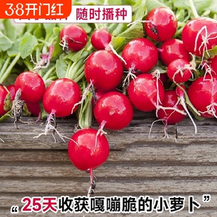 水果樱桃萝卜种籽大全阳台盆栽凤梨萝卜种子红白小萝卜种孑苗