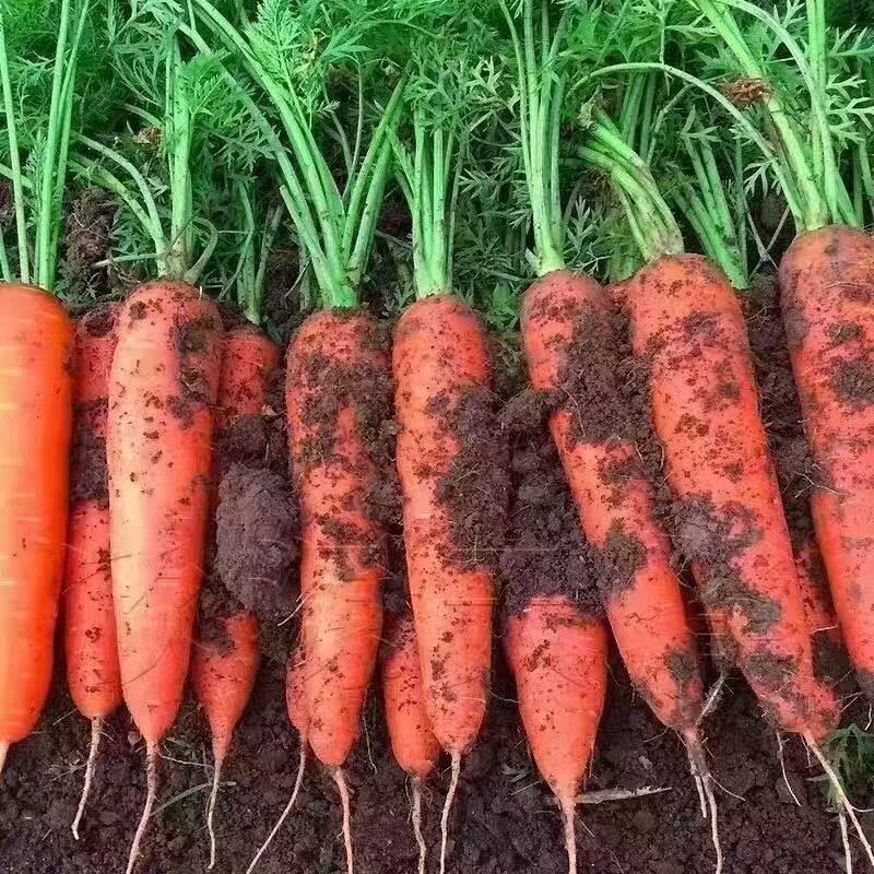 新鲜现挖河南胡萝卜鲜嫩脆甜爽口沙地胡萝卜农家自种新鲜蔬菜批发