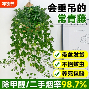 常春藤盆栽室内客厅常青藤垂吊植物除甲醛净化空气四季好养活绿植