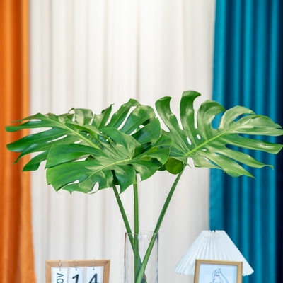 完全开背【大叶龟背竹】北欧风