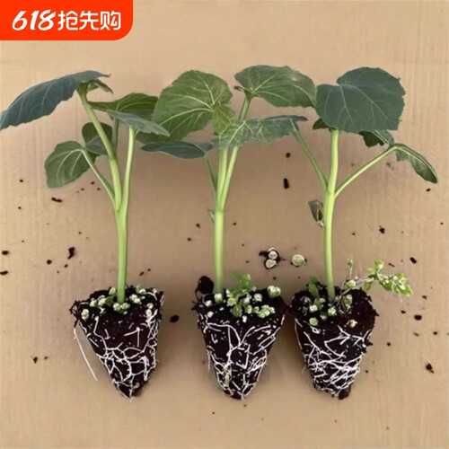 高产不易老超嫩水果秋葵秧苗脆嫩红秋葵种子耐热营养丰富基地直发