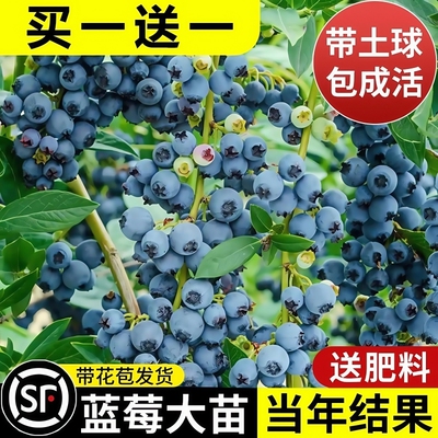 【买一送一】蓝莓树果苗盆栽大苗阳台水果树苗南北方庭院种植结果