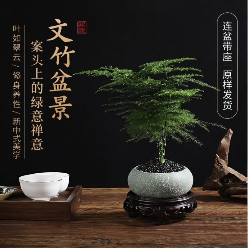 文竹盆栽四季常青桌面种绿植室内摆件植物友好客厅茶室盆景高级感图片