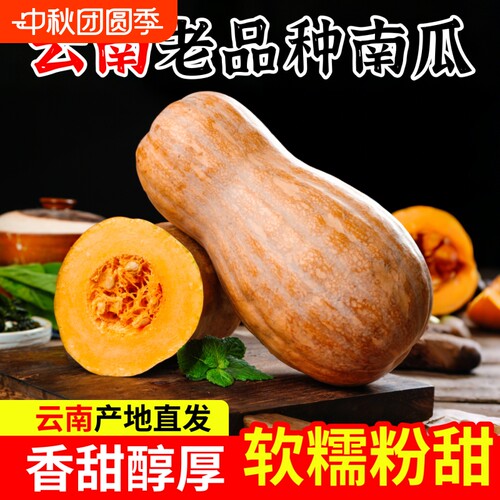 云南热带南瓜密本南瓜高山种植