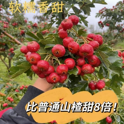 甜红子山楂糖雪球专用稀有甜山楂