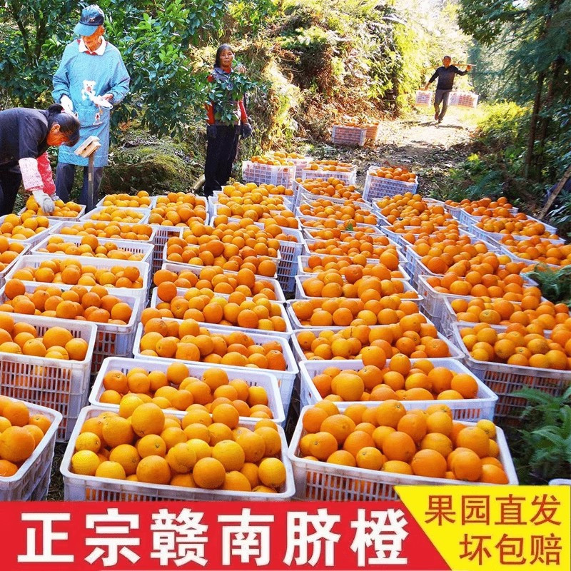 橙天然5斤江西赣南脐橙满口橙香