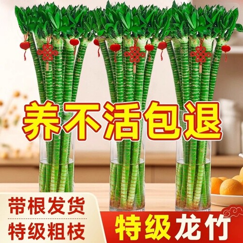 带根文昌竹龙竹观音竹转运竹富贵竹绿植水养客厅室内盆栽水培茶桌