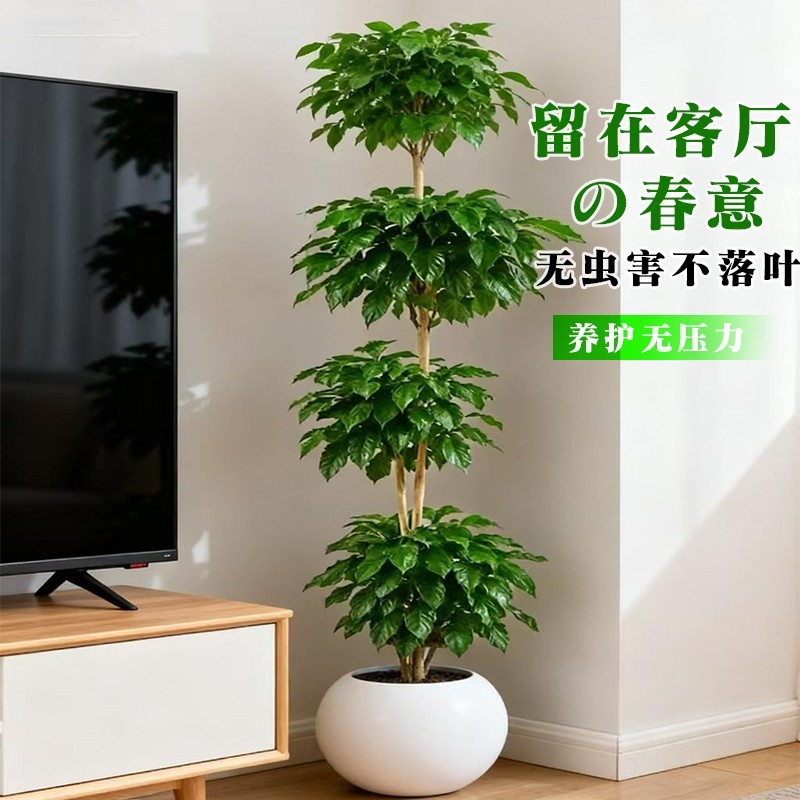 幸福树室内懒人好养观叶盆栽