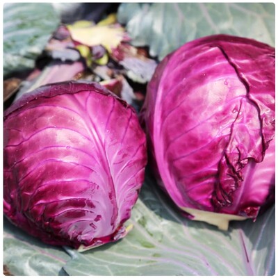 山东新鲜紫甘蓝脆甜沙拉菜直发