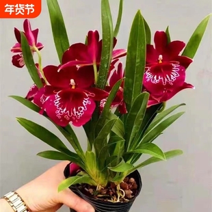 超低价中国红文心兰开花特香室内盆栽花卉绿植客厅花期
