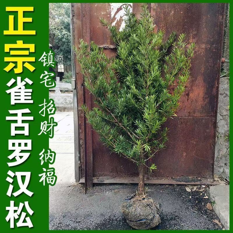 罗汉松树苗大树雀舌米叶迎客松老树桩别墅庭院盆栽盆景造型大树种
