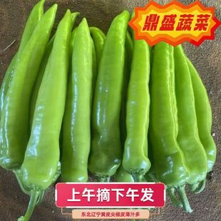 东北青椒尖椒产地直发炒菜不辣当季新鲜现摘一件也是批发价顺丰