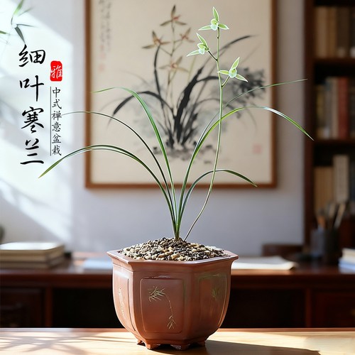 名贵兰花苗 细叶寒兰高档室内好养浓香冬带花苞桌面盆栽绿植花卉