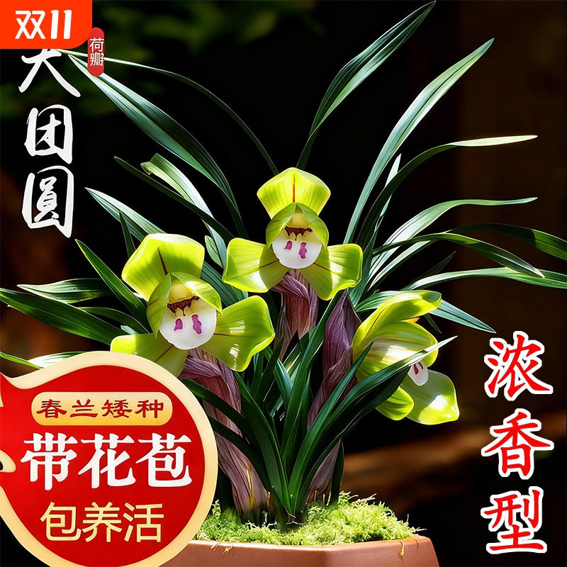 春兰带花苞浓香型名贵兰花苗矮种荷瓣新手好养室内花卉绿植盆栽
