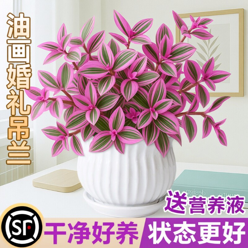 油画吊兰婚礼盆栽室内花卉绿植多肉植物锦水培客厅冬季阳台垂吊