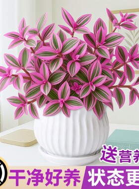 油画吊兰婚礼盆栽室内花卉绿植多肉植物锦水培客厅冬季阳台垂吊