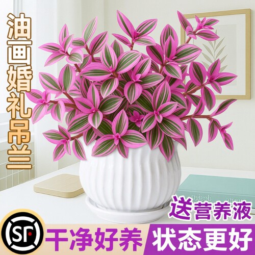 油画吊兰婚礼盆栽室内花卉绿植多肉植物锦水培客厅冬季阳台垂吊