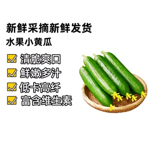 水果黄瓜 5 斤新鲜小黄瓜脆嫩生吃时令蔬菜整箱包邮