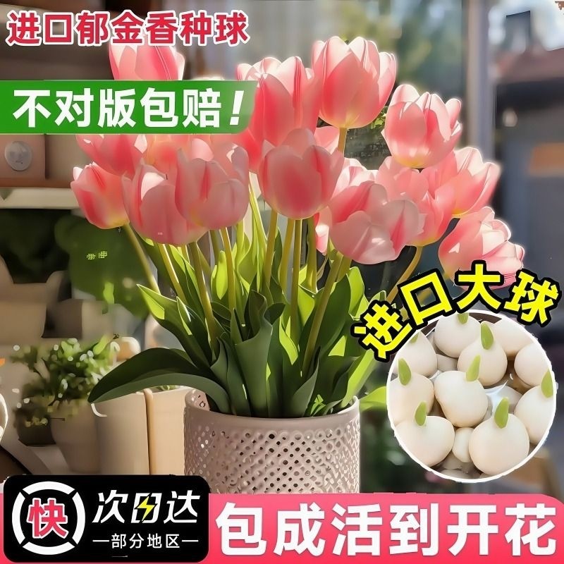 郁金香种球水培花卉盆栽进口重瓣郁金香四季开花室内水养土培好活