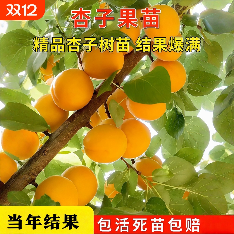 杏树苗特大早熟帝王甜子南
