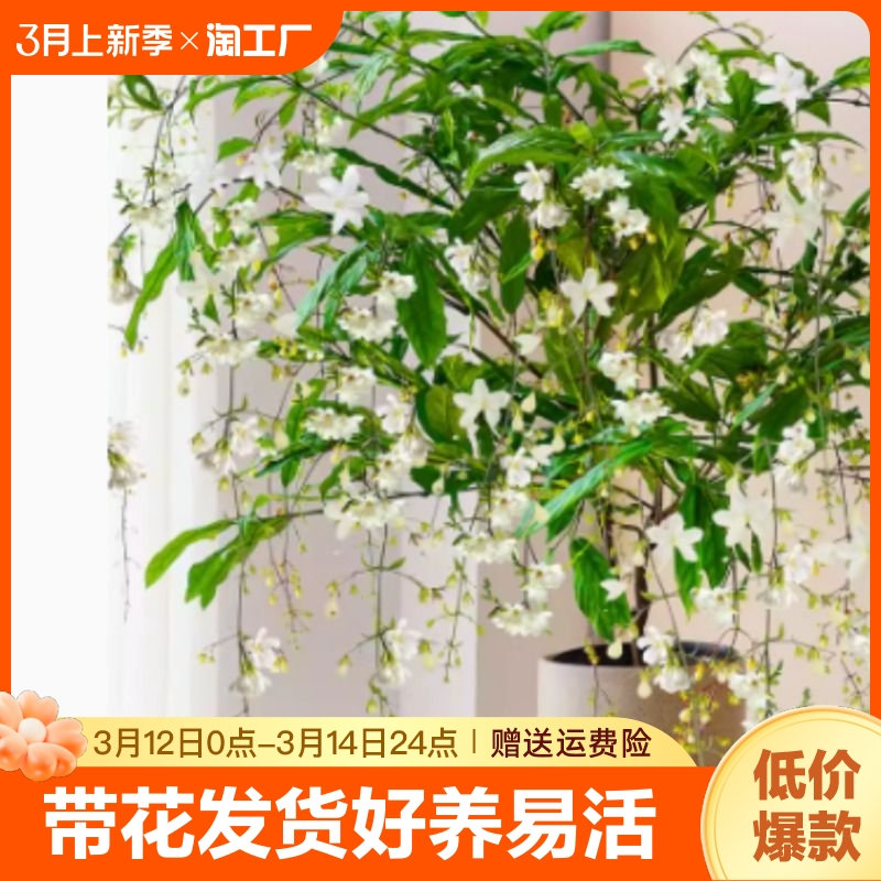 垂丝茉莉盆栽带花苞室内绿植白蝴蝶四季开花风车茉莉花卉垂吊植物