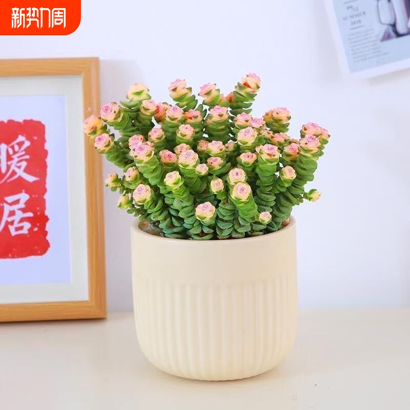 彩色钱串锦前程似锦多肉植物爆盆好养阳台绿植盆栽办公桌招财大盆