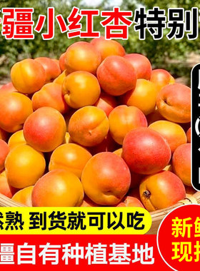 顺丰彩箱正宗新疆阿克苏小红杏子新鲜水果现摘吊干杏鲜果