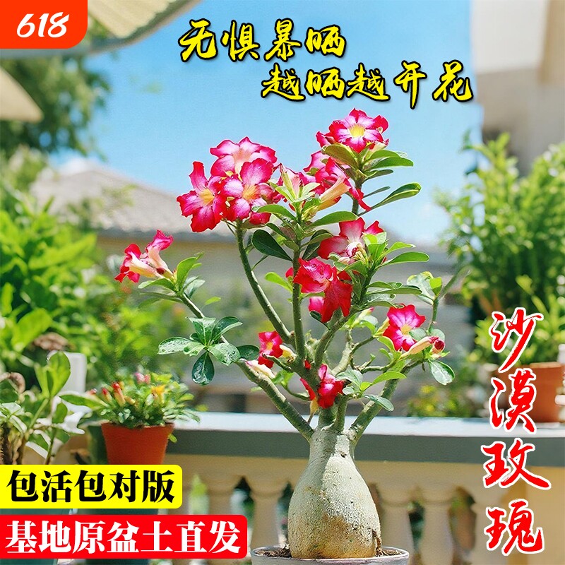 沙漠玫瑰重瓣夏带花苞盆栽阳台好养耐旱盆景植物花卉开花老桩庭院
