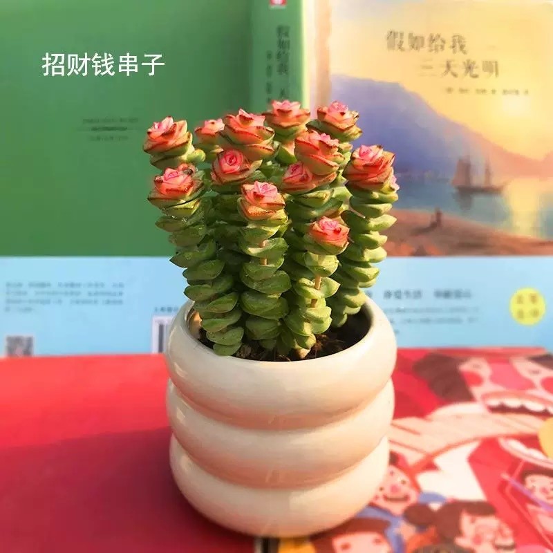 招财多肉植物彩色钱串盆栽办公室内桌面花卉好养活防辐射带盆带土