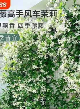 风车茉莉盆栽大苗|超1.3万次加购