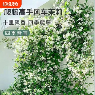 风车茉莉盆栽大苗爬藤蔓花卉耐寒阳台庭院绿植物四季开花小苗种植