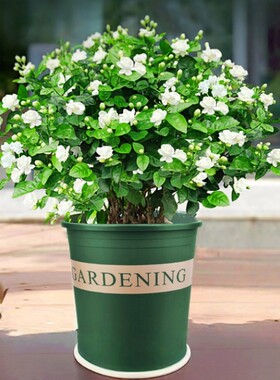 茉莉花九里香盆栽树苗老桩绿植物室内好养一年四季都开的花卉客厅