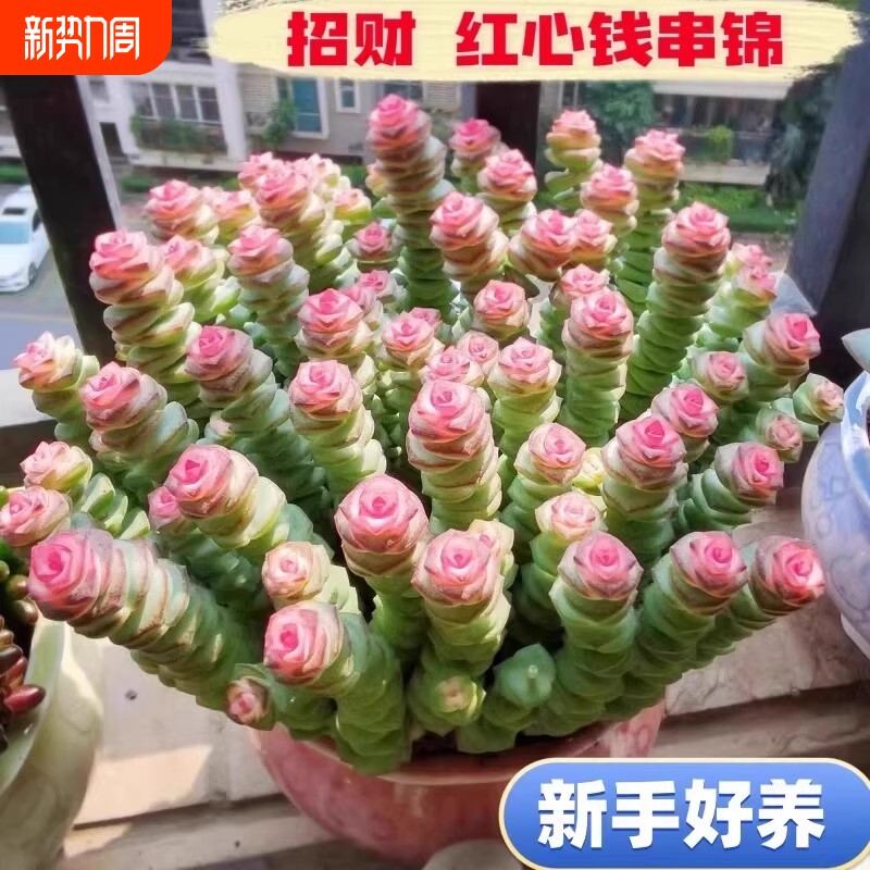 钱串串多肉彩色植物室内阳台盆栽花卉绿植老桩钱串子肉肉桌面鲜花