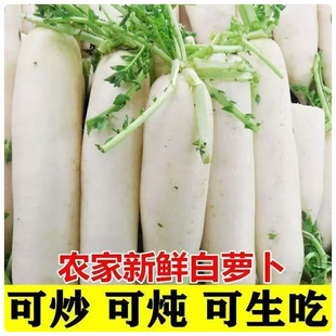 新鲜白萝卜农家自种洗净可腌制泡菜可生吃新鲜纯天然