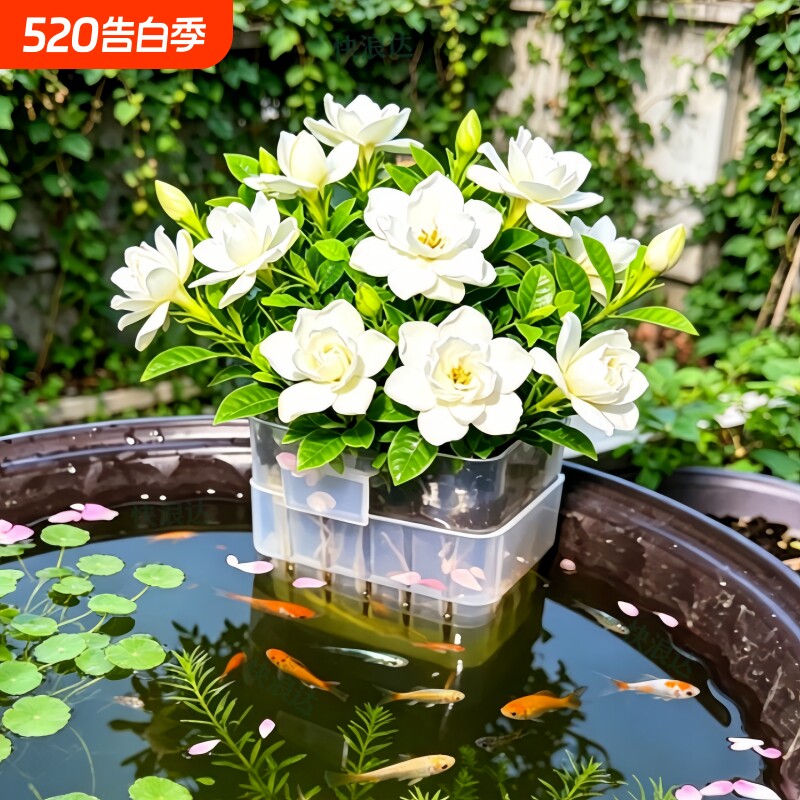 水培栀子花带花苞浓香型鱼缸水培植物室内外开花绿植阳台好养花卉