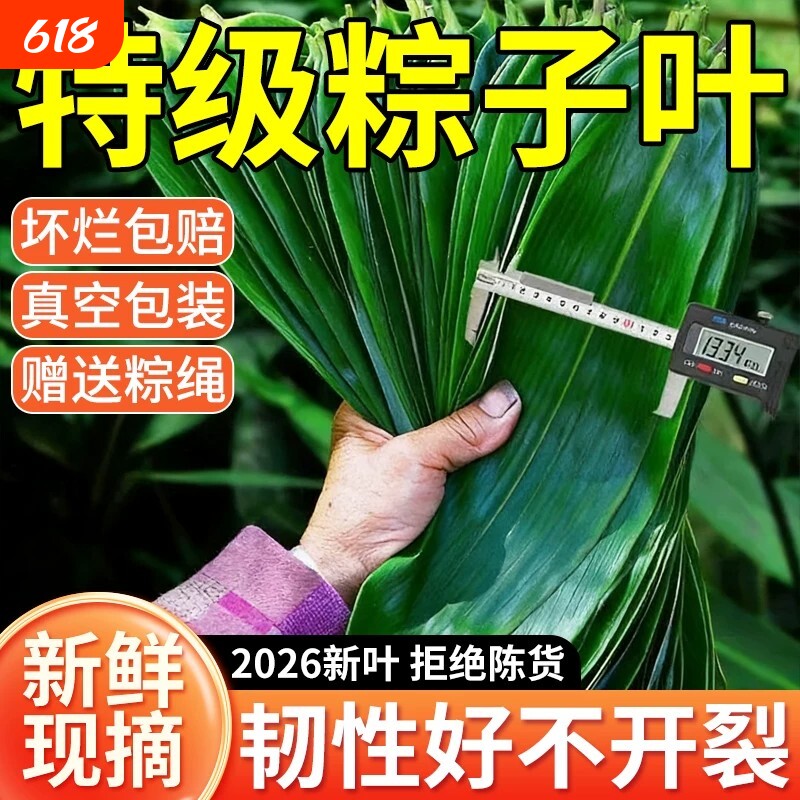 粽子叶棕叶新鲜大号新叶包粽子专用的叶子端午节商用批发干粽叶大