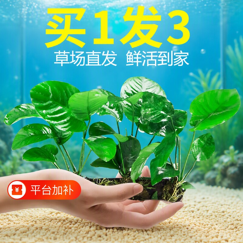 鱼缸水榕沉木水草植物造景装饰摆件懒人阴性增氧椰壳屋大叶免打理