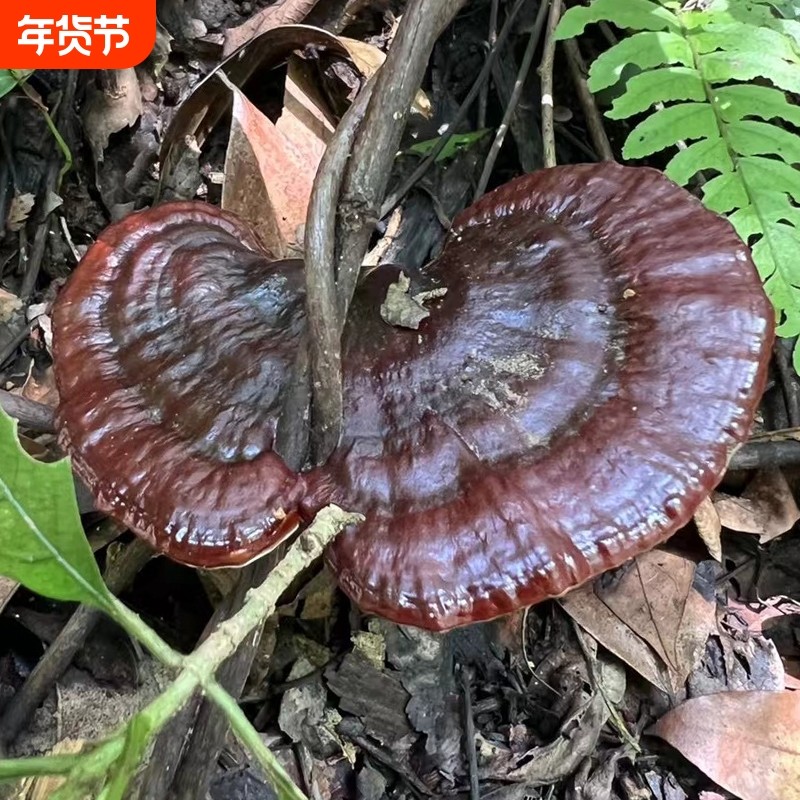 贵州深山野生黑灵芝整个 正宗野生灵芝正朵正品干货 可泡酒可泡茶