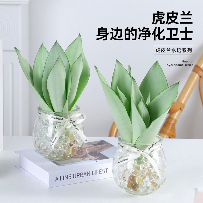 水培植物白玉虎皮兰室内办公室小盆栽桌面摆件好养易活花卉绿植
