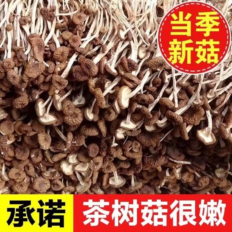 新货净重不开伞茶树菇干货新鲜干菇类炖汤煲汤香菇花菇