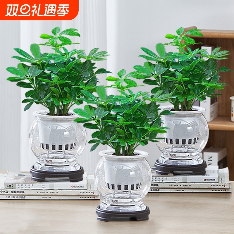 水培八方来财绿植盆栽室内客厅植物花卉四季好养活办公室桌面水培
